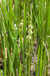 American bur-reed